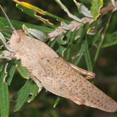 Goniaea sp. (genus) at Rendezvous Creek, ACT - 10 Dec 2025 by Harrisi