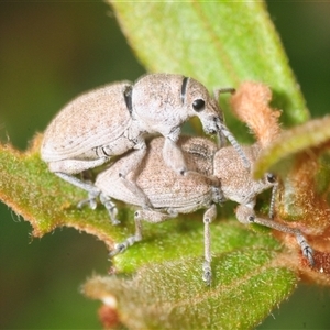 Unverified Weevil (Curculionoidea) at Rendezvous Creek, ACT - Yesterday by Harrisi