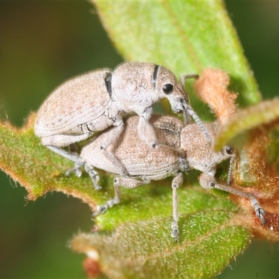 Perperus sp. (genus) (Weevil) at Rendezvous Creek, ACT - 10 Dec 2025 by Harrisi