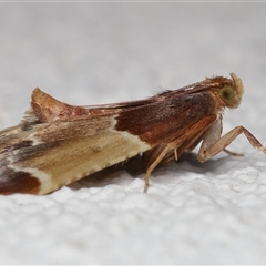 Pyralis farinalis (Meal Moth (Pyralinae) at Lawson, ACT - 10 Dec 2025 by TimL