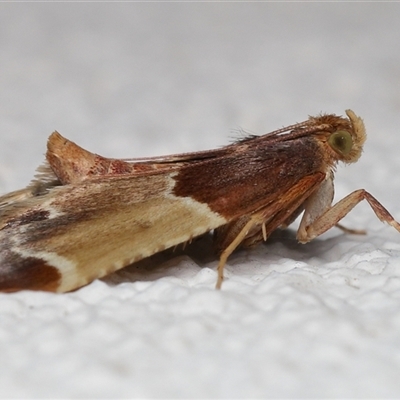 Pyralis farinalis (Meal Moth (Pyralinae) at Lawson, ACT - 10 Dec 2025 by TimL