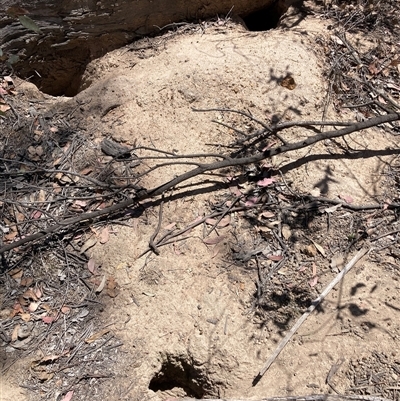 Oryctolagus cuniculus (European Rabbit) at Watson, ACT - 10 Dec 2025 by waltraud