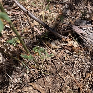 Rosa rubiginosa (Sweet Briar, Eglantine) at Watson, ACT - 10 Dec 2025 by waltraud