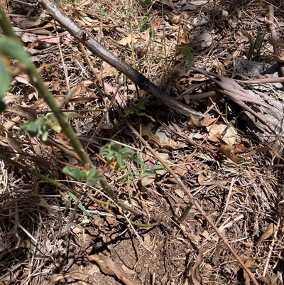 Rosa rubiginosa (Sweet Briar, Eglantine) at Watson, ACT - 10 Dec 2025 by waltraud