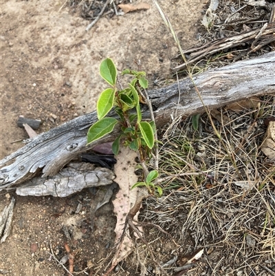 Viburnum tinus (Laurustinus) at Watson, ACT - 10 Dec 2025 by waltraud