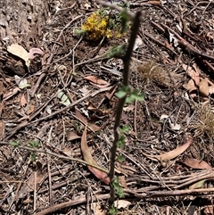 Crataegus monogyna (Hawthorn) at Watson, ACT - 10 Dec 2025 by waltraud