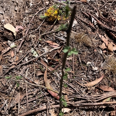 Crataegus monogyna (Hawthorn) at Watson, ACT - 10 Dec 2025 by waltraud