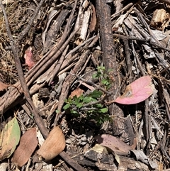Crataegus monogyna (Hawthorn) at Watson, ACT - 10 Dec 2025 by waltraud