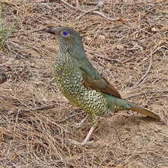 Ptilonorhynchus violaceus (Satin Bowerbird) at Greenway, ACT - 10 Dec 2025 by MatthewFrawley