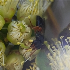 Hylaeus (Rhodohylaeus) (genus & sugenus) (Masked bee) at Hall, ACT - 11 Dec 2025 by Anna123