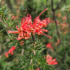 Grevillea juniperina subsp. fortis (Grevillea) at Greenway, ACT - 10 Dec 2025 by MatthewFrawley