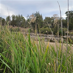 Phragmites australis (Common Reed) at Greenway, ACT - 10 Dec 2025 by MatthewFrawley