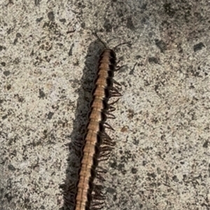 Paradoxosomatidae sp. (family) by Rachel9876