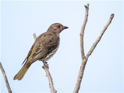 Sphecotheres vieilloti (Australasian Figbird) at Googong, NSW - 8 Dec 2025 by lizpaul376