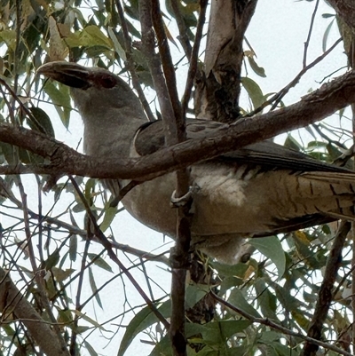 Scythrops novaehollandiae (Channel-billed Cuckoo) at Hawker, ACT - 11 Dec 2025 by Apples