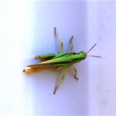 Unverified Grasshopper (several families) at Higgins, ACT - 8 Dec 2025 by Jennybach