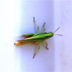 Unverified Grasshopper (several families) at Higgins, ACT - 8 Dec 2025 by Jennybach