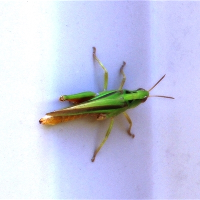 Unverified Grasshopper (several families) at Higgins, ACT - 8 Dec 2025 by Jennybach