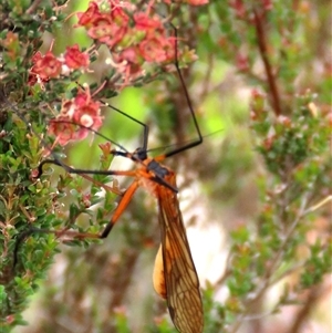 Harpobittacus australis (Hangingfly) by glbn1