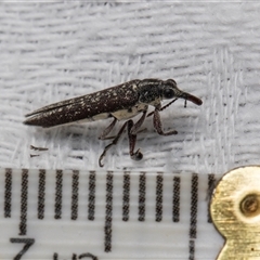 Rhinotia sp. (genus) (Unidentified Rhinotia weevil) at Higgins, ACT - 8 Dec 2025 by AlisonMilton