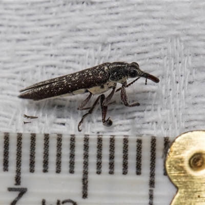 Rhinotia sp. (genus) (Unidentified Rhinotia weevil) at Higgins, ACT - 8 Dec 2025 by AlisonMilton