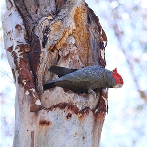 Callocephalon fimbriatum (Gang-gang Cockatoo) at Acton, ACT - 10 Dec 2025 by TimL