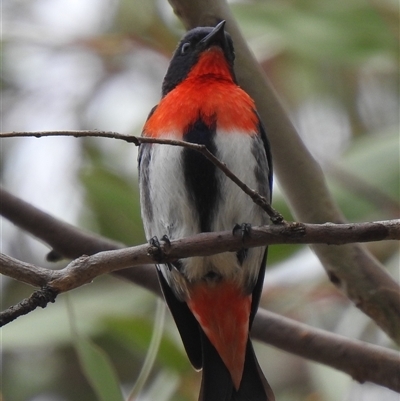Dicaeum hirundinaceum (Mistletoebird) at Kambah, ACT - 11 Dec 2025 by HelenCross