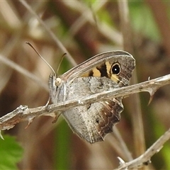 Heteronympha merope (Common Brown Butterfly) at Kambah, ACT - 11 Dec 2025 by HelenCross