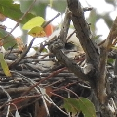 Tachyspiza fasciata/cirrocephala by HelenCross