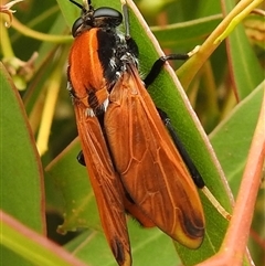 Pelecorhynchus fulvus (Orange cap-nosed fly) at Kambah, ACT - 11 Dec 2025 by HelenCross