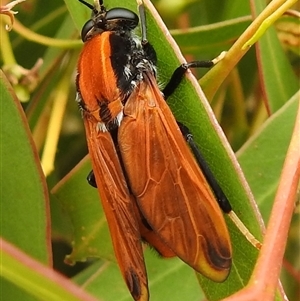 Pelecorhynchus fulvus (Orange cap-nosed fly) at Kambah, ACT - Yesterday by HelenCross
