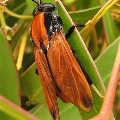 Pelecorhynchus fulvus (Orange cap-nosed fly) at Kambah, ACT - 11 Dec 2025 by HelenCross