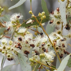 Phyllotocus macleayi (Nectar scarab) at Kambah, ACT - Yesterday by HelenCross