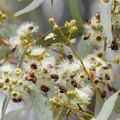 Phyllotocus macleayi (Nectar scarab) at Kambah, ACT - 11 Dec 2025 by HelenCross