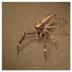 Helpis sp. (genus) (Unidentified Bronze Jumping Spider) at Acton, ACT - 10 Dec 2025 by SimoneS