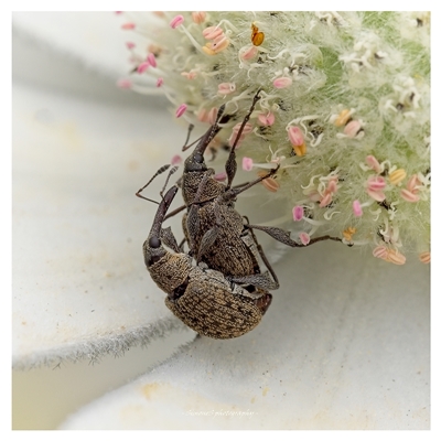Meriphus fullo (Flower Weevil) at Acton, ACT - 10 Dec 2025 by SimoneS
