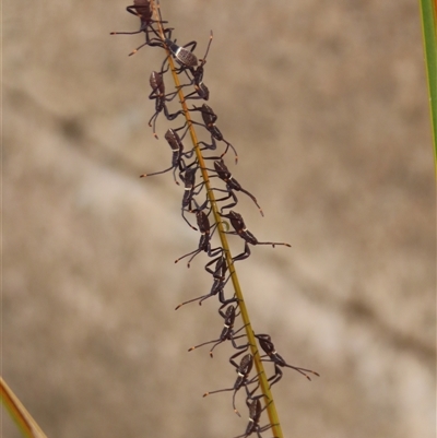 Amorbus (genus) (Eucalyptus Tip bug) at Wanniassa, ACT - 11 Dec 2025 by Euphemia