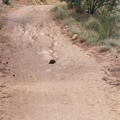 Tachyglossus aculeatus (Short-beaked Echidna) at Coombs, ACT - 11 Dec 2025 by MttDns