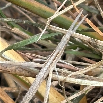 Acrida conica (Giant green slantface) at Canyonleigh, NSW - 11 Dec 2025 by RangerJim