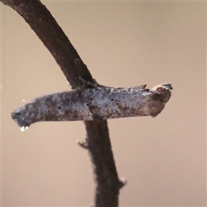 Unverified Moth (Lepidoptera) at O'Connor, ACT - 9 Dec 2025 by ConBoekel