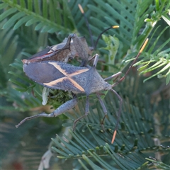 Mictis profana (Crusader Bug) at O'Connor, ACT - 9 Dec 2025 by ConBoekel