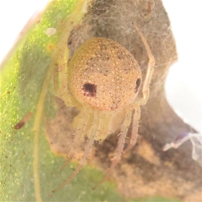 Unverified Spider at O'Connor, ACT - 9 Dec 2025 by ConBoekel