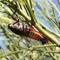 Yoyetta robertsonae (Clicking Ambertail) at O'Connor, ACT - 9 Dec 2025 by ConBoekel