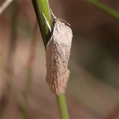 Unverified Moth (Lepidoptera) at O'Connor, ACT - 9 Dec 2025 by ConBoekel