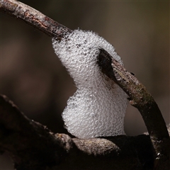 Cercopidae (family) (Unidentified spittlebug or froghopper) at O'Connor, ACT - 9 Dec 2025 by ConBoekel