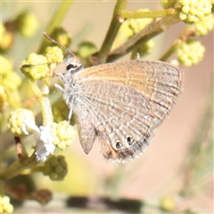 Unverified Blue or Copper (Lycaenidae) at O'Connor, ACT - 9 Dec 2025 by ConBoekel