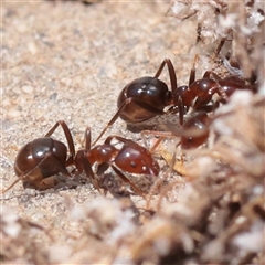 Papyrius sp. (genus) (A Coconut Ant) at O'Connor, ACT - 9 Dec 2025 by ConBoekel