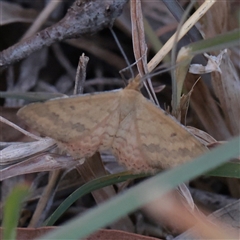 Scopula rubraria (Reddish Wave, Plantain Moth) at O'Connor, ACT - 9 Dec 2025 by ConBoekel