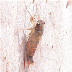 Yoyetta robertsonae (Clicking Ambertail) at O'Connor, ACT - 9 Dec 2025 by ConBoekel