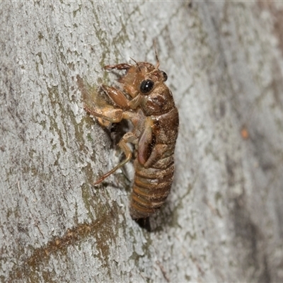 Yoyetta robertsonae (Clicking Ambertail) at Hawker, ACT - 4 Dec 2025 by AlisonMilton